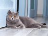 The British Shorthair