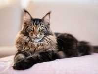 Maine Coon