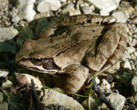 Rana Temporaria