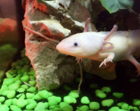 Axolotl Care Guide