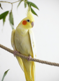 Cockatiels